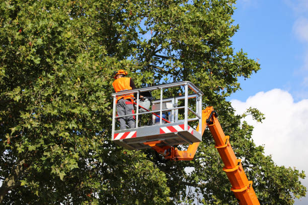 How Our Tree Care Process Works  in County Center, VA