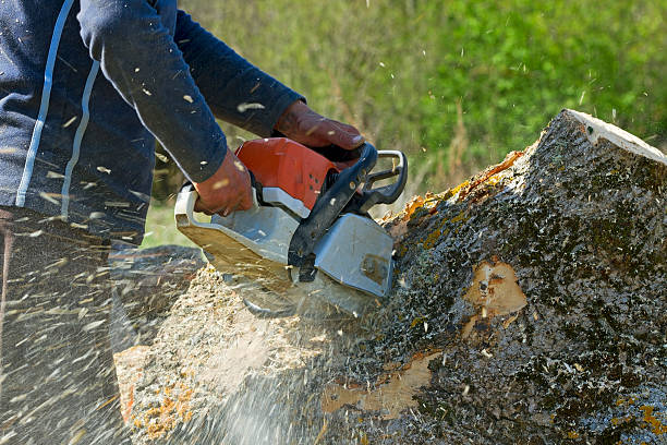 Lawn Irrigation Installation and Maintenance in County Center, VA